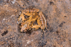 Pelodytes caucasicus