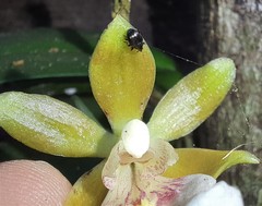 Curculionidae