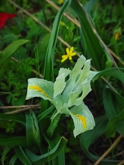 Iris palaestina