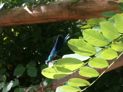 Calopteryx splendens caprai