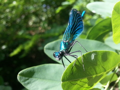 Calopteryx splendens caprai