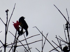 Ramphocelus flammigerus