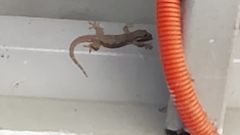 Hemidactylus platyurus