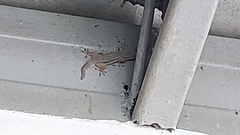 Hemidactylus platyurus