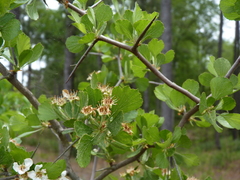 Crataegus pexa