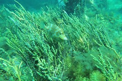 Eubalichthys mosaicus