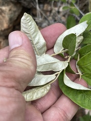 Croton menyharthii