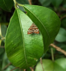 Choreutis periploca