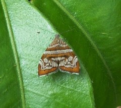 Choreutis periploca