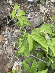 Croton menyharthii