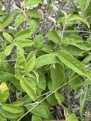 Croton menyharthii