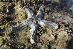 Asteropsis carinifera