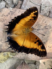 Charaxes pollux geminus
