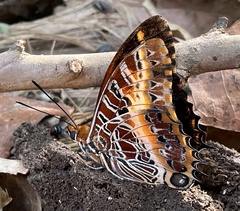 Charaxes pollux geminus