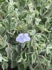 Barleria heterotricha