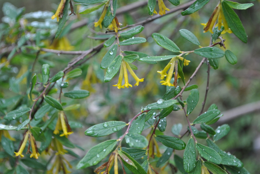 Wikstroemia lichiangensis