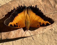 Charaxes pollux geminus