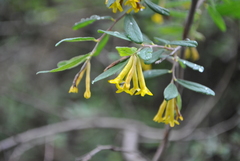 Wikstroemia lichiangensis