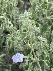 Barleria heterotricha