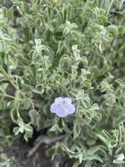 Barleria heterotricha