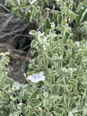 Barleria heterotricha