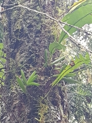 Bulbophyllum shepherdii