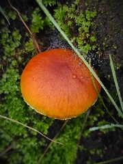 Gymnopilus