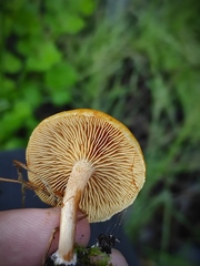 Gymnopilus