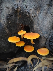 Gymnopilus