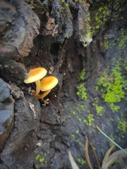 Gymnopilus