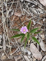 Monsonia senegalensis