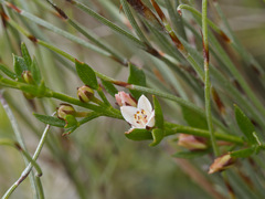 Cyanothamnus nanus nanus