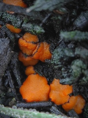 Pyronemataceae
