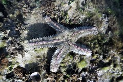 Asteropsis carinifera