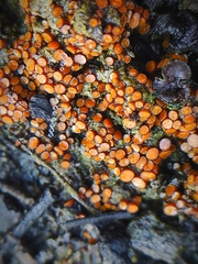 Pyronemataceae
