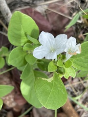 Ruellia patula