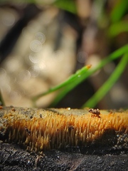 Polyporales