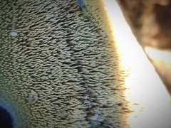 Polyporales