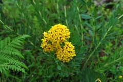 Stellera chamaejasme