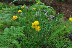 Stellera chamaejasme