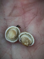 Agaricales