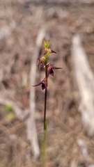 Genoplesium filiforme