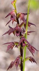 Genoplesium filiforme