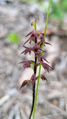 Genoplesium filiforme