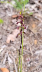 Genoplesium filiforme