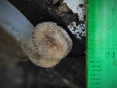 Agaricales