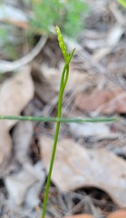 Genoplesium filiforme