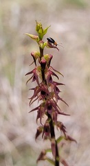 Genoplesium filiforme