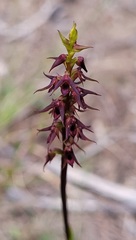 Genoplesium filiforme