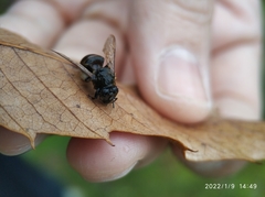 Apis mellifera